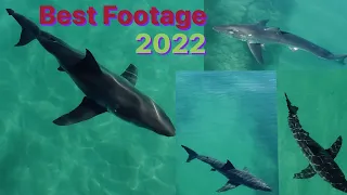 Best Great White Shark Drone Footage of 2022 (Narrated)