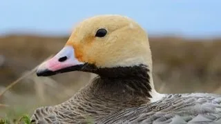 Alaska's Yukon Delta National Wildlife Refuge