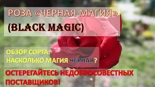 Роза "Черная Магия" (Black Magic): насколько магия черная? / Обзор сорта / Плохие поставщики