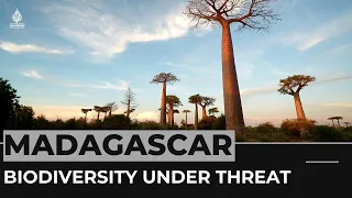 Climate change and deforestation threatens Madagascar's biodiversity