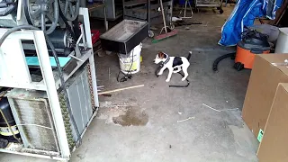 Tally-Ho the Jack Russell Terrier hunting our cat !