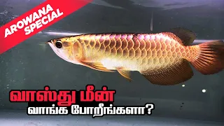 Arowana - Vasthu fish Shop கொளத்தூர் | Arowana Fish Maintenance and Care in tamil | வாஸ்து மீன் Shop