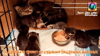 Чужих детей не бывает | бездомная кошка и приемные котята | a stray cat and foster kittens