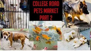 College Road Rawalpindi Pets Markets 2024 Part 2😱Dogs,Ducks,Cats And fishing WholeSale Price 2024😍