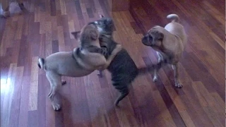 CAT vs DOGS - THE ULTIMATE PET FIGHTING CHAMPIONSHIP