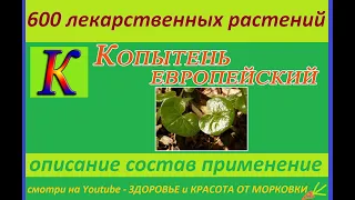 копытень европейский 600 лекарственных растений