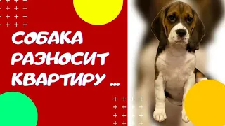 Собака Разносит Квартиру / The Dog Destroys The Apartment