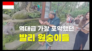 여성들만 골라 공격하는 영리하고 포악한 발리 원숭이들의 현장(우붓 몽키 포레스트)