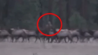 Bigfoot Seen Hunting a Herd of Elk (Amazing Footage)