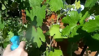 Обработка винограда борной кислотой. Как обрабатывать борной кислотой