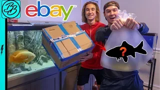 EBAY Online Fish Shopping For MYSTERY FISH!