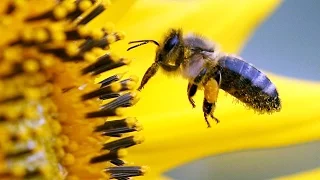 [Doku HD] Sie dürfen nicht sterben - Bienen in Not