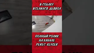 в собаку вселился дьявол