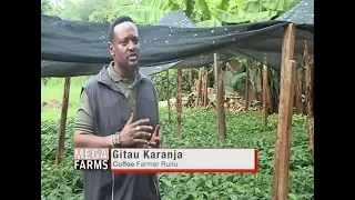 Young and in Large scale coffee farming business