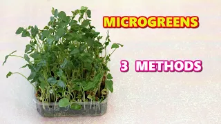 മൈക്രോഗ്രീൻസ് | Microgreens Three Methods | Divya's Diaries | Episode 74