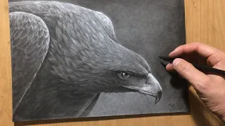 Charcoal Drawing of an Eagle