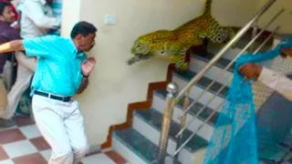 15 Incredible Encounters of Wild Animals Invading People’s Homes