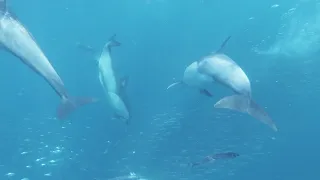 😊AMAZING Dolphins - FUNNY AND CUTE DOLPHIN VIDEOS COMPILATION -All About Dolphins