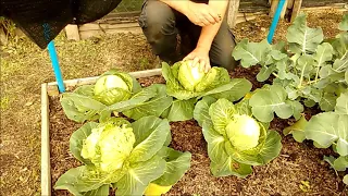 Allotment Update 30/6/20 More harvesting & Preparing the Crop for storage