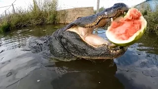 Slow-Motion Camera Catches Force Of Alligators Bite