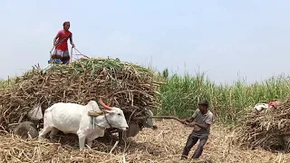 Sugarcane cutting travelling #Part -49