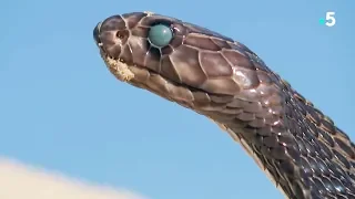 Captivating : a snake is moulting live - ZAPPING SAUVAGE