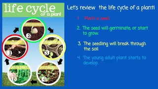 The Life Cycle of a Plant