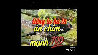 tiếng tu hú t8 an chim mạnh( ki niem ae đky kênh)