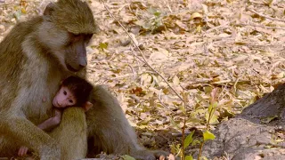 Not All Baboon Babies Are Treated Nicely