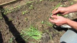 Planting Indestructible Onion Bunches: Onion Sets (No) vs Onion Bunches (Yes)  - TRG 2014