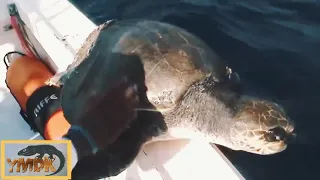 Rescue Sea Turtles, Removing Barnacles from Poor Sea Turtles, fisherman rescued huge sea turtles