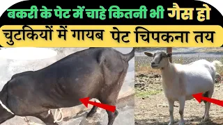 बकरी के पेट में हर प्रकार की गैस का 100% इलाज  👉🏻bakri ke pet mein gas ban jaye to kya karen