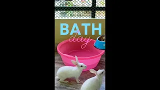 Cute Bunny Bath | Rabbit Bathing | Be Careful : Fear from Water | Chiklu Bathing #rabbits #bunny