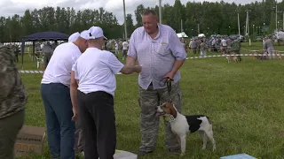 Эстонские и Баварские гончие. Межрегиональная выставка собак гончих пород "Мемориал Р.И.Шияна" 2021