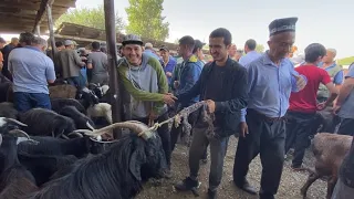 ЧУМА БОЗОР НАРХИ БУКА БУКАИ МАЙДА КАЛОН ФАРБЕ ГНОЖИН ГУСФАНД ТАКА СЕРКА БУЗ ТАРБУЗ МАЙДА ЧУДА 1 ИЮЛЯ