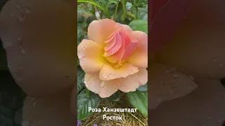 Роза Ханзештадт Росток/rose Hansestadt Rostock