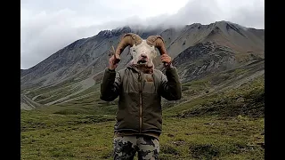 2021 Alaska Dall Sheep Hunt. Beautiful full curl ram.