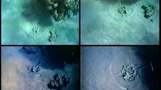 DESCUBREN EN EL MAR ROJO EL EJÉRCITO QUE PERSIGUIÓ MOISÉS - TOPVIDEO MAKER