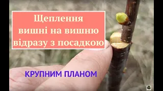 Щеплення вишні на вишню відразу з пересадкою.