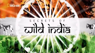 Тайны дикой природы Индии: Львы пустыни/Secrets of Wild India: Desert Lions