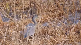 Grey Heron / Gråhegre (Ardea cinera) hunting