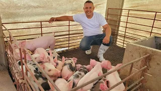Granja Porcina De nuestro amigo Braulio, Presentando un mayor aumento de sus Crías e Instalaciones.