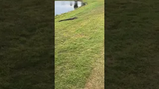 Fast Alligator Attack!