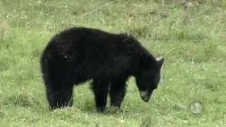 Black Bear Gender Identification