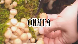 Опята // По грибы