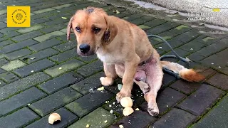 Paralyzed Stray Dog Covered in Scars, Crying Alone by the Roadside