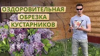 Обрезка деревьев для новичков / Первые шаги в обрезке кустарников и деревьев