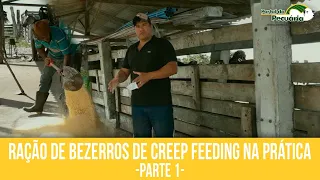 Ração de bezerros Creep feeding na prática