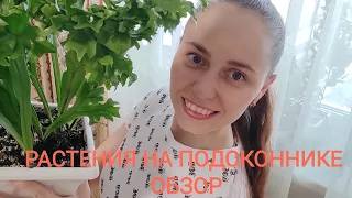 Растения на подоконнике🌿 2023