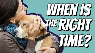 When is the right time to euthanize your pet?